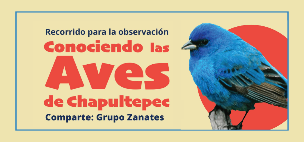 Actividad Cultural Comunitaria: Conociendo las aves de Chapultepec